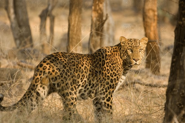 Leopard Panthera pardus, Ranthambore National Park, Rajasthan, India