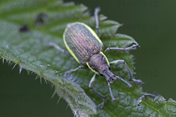 Dark green weevil (Chlorophanus viridis)
