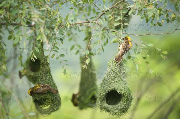Baya weaver nest indian birds wild life india