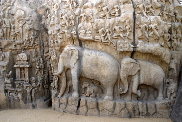 Rock carving of elephants at thirumurthi caves in mahabalipram, Chennai, Tamil nadu, India