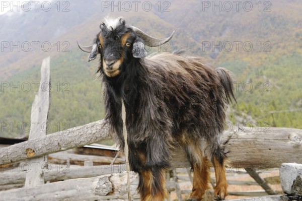 Sheep in village braka, Nepal, Asia