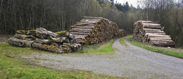 Logging, lumberjacking, forestry, logging, wood piles