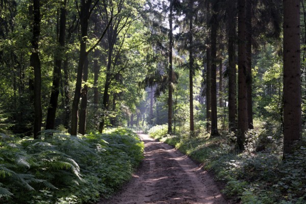 Forest lane in the Bergherbos nature reserve situated on a moraine close to the german border