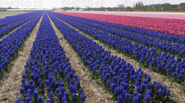 Field with purple hyacinth flowers in the netherlands