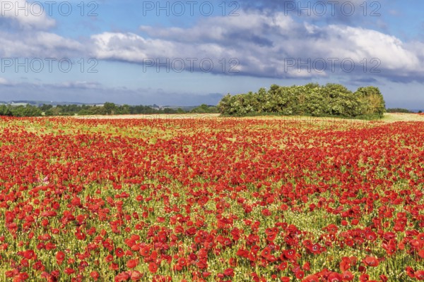 Poppy field with red poppies (Papaver rhoeas, flanders poppy) near Heiligenhafen in Schleswig-Holstein, Germany Poppy field with red poppies (Papaver rhoeas, flanders poppy) near Heiligenhafen in Schleswig-Holstein, Germany