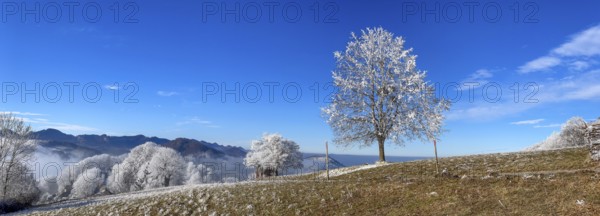 Thawing hoarfrost on solitary tree, winter lime tree, Wisen, Solothurn, Switzerland