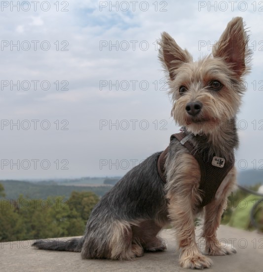 Yorkshire Terrier, sitting, with a view of the landscape of Saxon Switzerland, on the fortress wall of Königstein