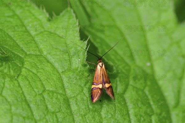 The Adelidae or fairy longhorn moths on a green leaf. Banded longhorn moth on a leaf