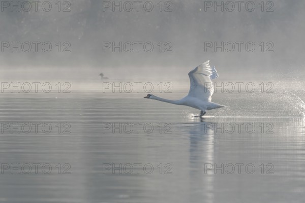 Mute swan (Cygnus olor) on takeoff on the water of a lake, Bas-Rhin, Alsace, Grand Est, France