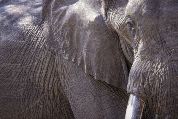 African elephant (Loxodonta africana) portrait, detail, close-up, Manyeleti Game Reserve, South Africa