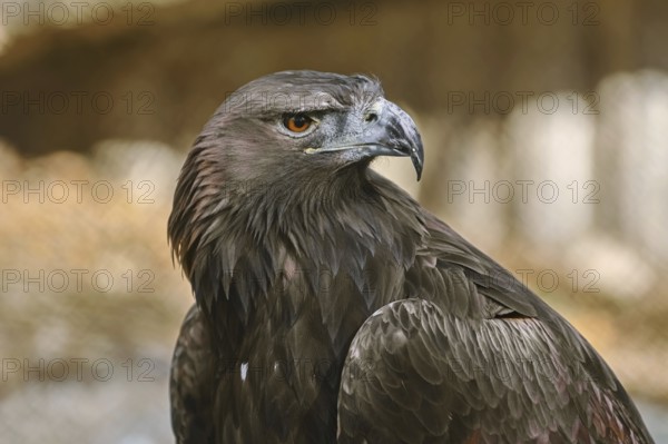 Close up Portrait of Golden Eagle (Aquila Chrysaetos Canadensis) Varna, Bulgaria