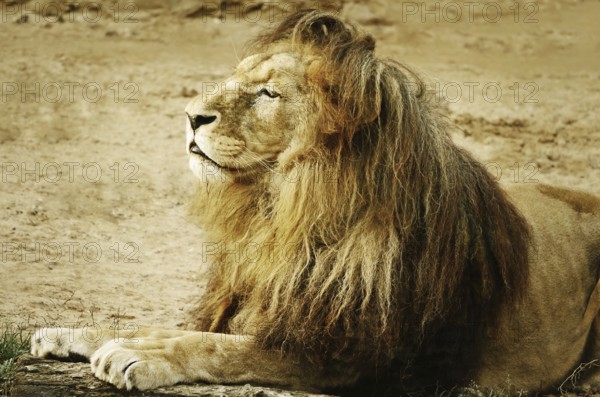 Portrait Of Lion Lying On The Sand