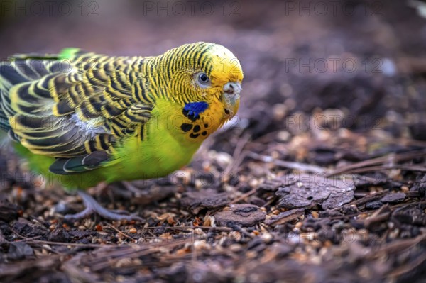 A green budgerigar (Melopsittacus undulatus) pecking on the ground in a natural environment, Eisenberg, Thuringia, Germany