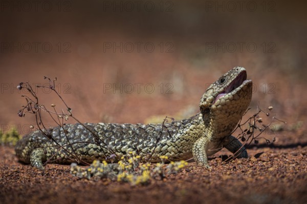 Blue-tongued skink or shingle-backed skink, also known as pine cone lizard (Tiliqua rugosa), Thundelarra, Western Australia, Australia