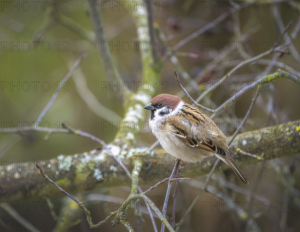 Closeup of a sparrow sitting on the branch of a tree