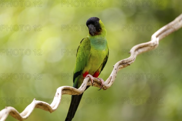 Close-up of beautiful Nanday Parakeet perched on a branch against defocused natural background, Pantanal Wetlands, Mato Grosso, Brazil