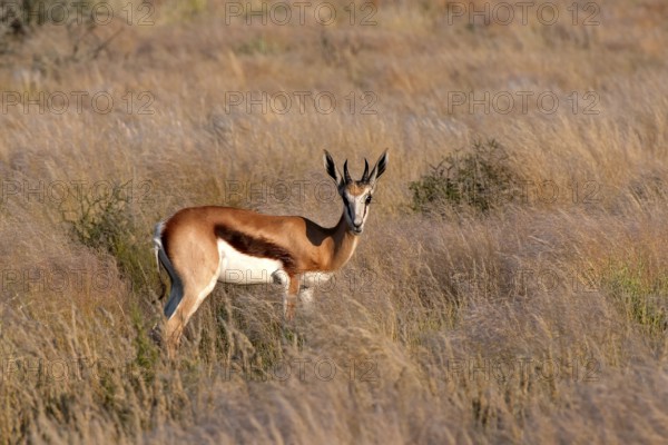 Springbok