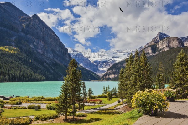 Flowers on the mountain glacial lake Louise. Beautiful sunny day in Banff National Park, Rocky Mountains, Canada