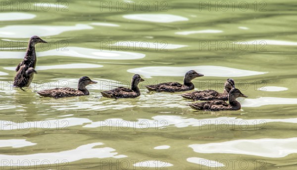 Mallard ducks (Anas platyrhynchos)