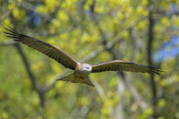A black kite (Milvus migrans) hovers with its wings outstretched in flight against a background of trees, Kellerwald National Park, Edertal, Hesse, Germany