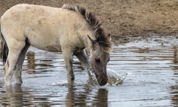 The Dülmen horses live wild near Dülmen, in the Merfelder Bruch nature reserve in North Rhine-Westphalia. The eel line on their backs is a typical feature of these wild horses. Wild live the Dülmen horses near Dülmen, in the nature reserve Merfelder Bruch, North Rhine-Westphalia. A characteristic feature of the wilds is the eel on the back