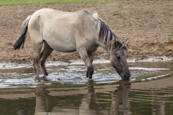 The Dülmen horses live wild near Dülmen, in the Merfelder Bruch nature reserve in North Rhine-Westphalia. The eel line on their backs is a typical feature of these wild horses. Wild live the Dülmen horses near Dülmen, in the nature reserve Merfelder Bruch, North Rhine-Westphalia. A characteristic feature of the wilds is the eel on the back