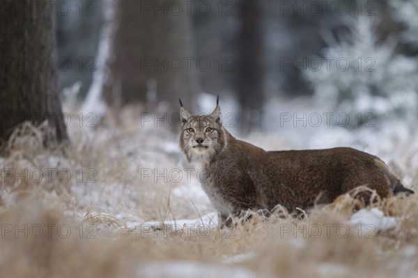 Luchs, Lynx lynx, Eurasian lynx