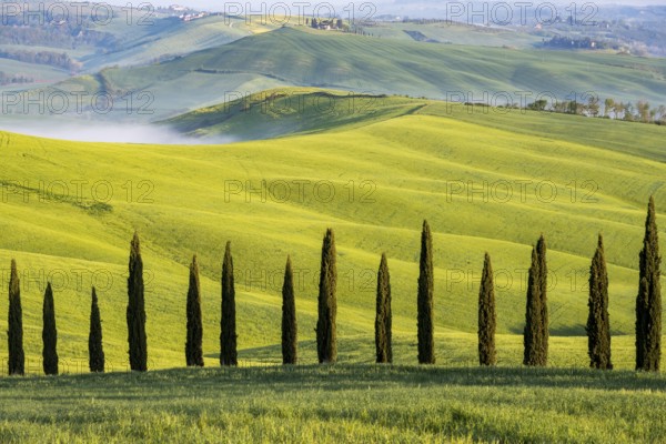 Cypresses (Cupressus), avenue in front of hilly landscape, province of Siena, Tuscany, Italy