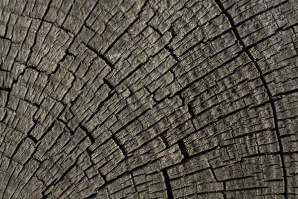 Wood texture with natural patterns as a background