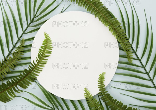 Top view thin leaves ferns with copy space