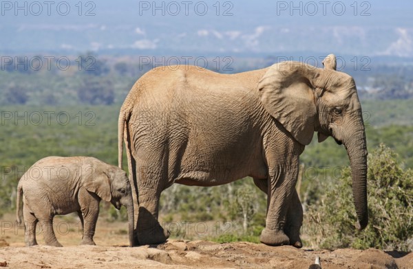Elephantenmutter mit Jungtier, S