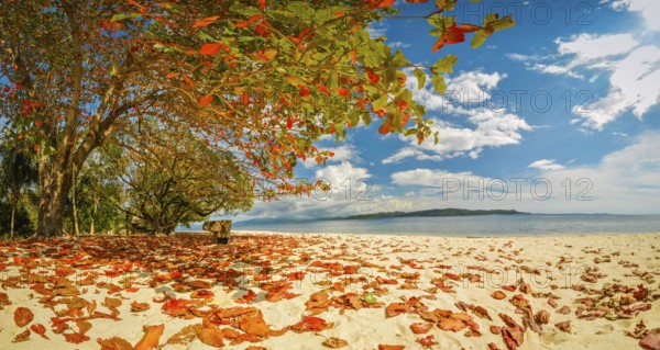 Photo of tree with colourful leaves which lie on sand beach in sunny weather in Pulau Lihaga in North Sulawesi, Indonesia