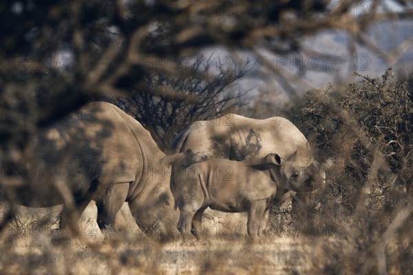 White rhinoceros family with young animal, Limpopo, South Africa