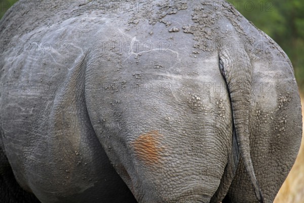 Hinterteil eines Breitmaulnashorns im Kruger Nationalpark, S