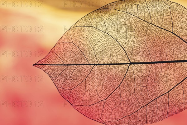 Vibrant transparent orange autumn leaf