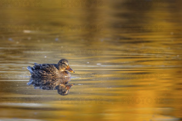 Mallard (Anas platyrhynchos) swimming on a lake in the Mönchbruch nature reserve near Frankfurt, Germany