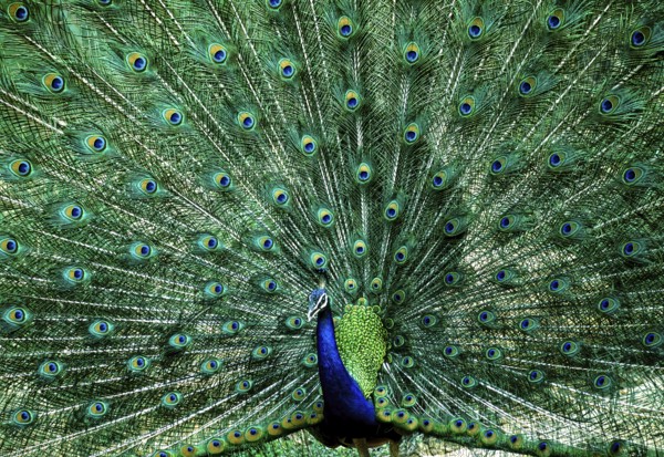 Dancing Indian Peafowl (Pavo cristatus) Peacock in Mudumalai National Park, Nilgiris, Tamil Nadu, South India, India, India, Asia