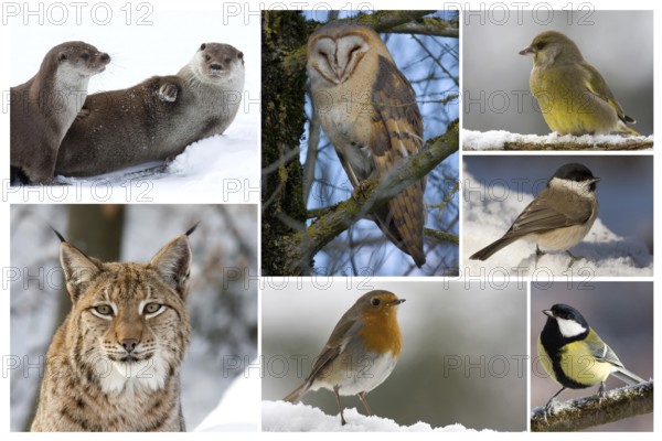 animals in the winter