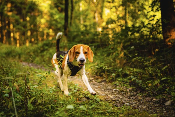 The beagle dog in sunny autumn forest. Alerted huond searching for scent and listening to the woods sounds. Hound concept