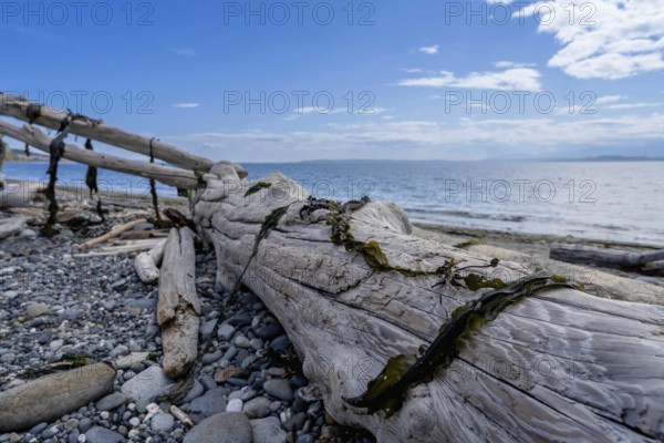 Large pieces of driftwood sit on a beach on the Oregon coastline on a beautiful summers day