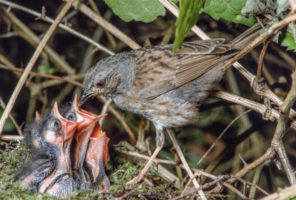 Dunnock (Prunella modularis) feeding its chicks at the nest in the brush of a forest. Bas-Rhin, Alsace, Grand Est, France