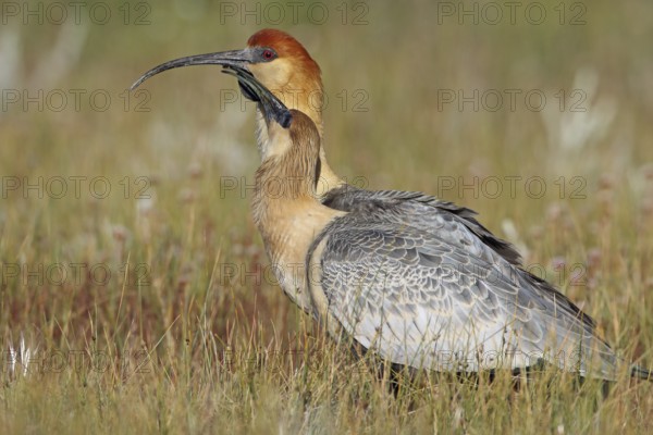 Black-faced Ibis, Theristicus melanopsis, feeding young bird, Patagonia, Argentina
