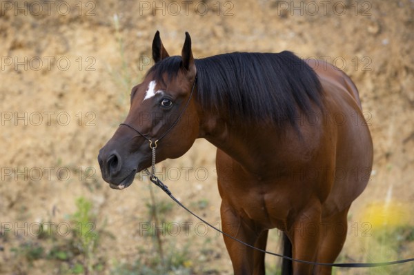 Quarter Horse gelding on halter in portrait, Austria