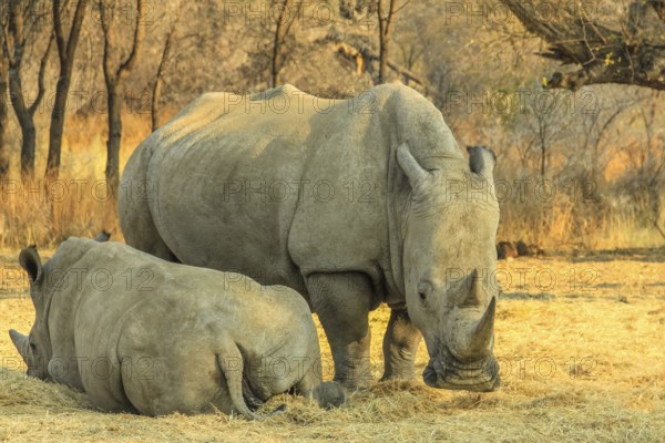 White rhinos, mom with baby, eat grass from the ground. Omaruru reserve, Namibia Africa