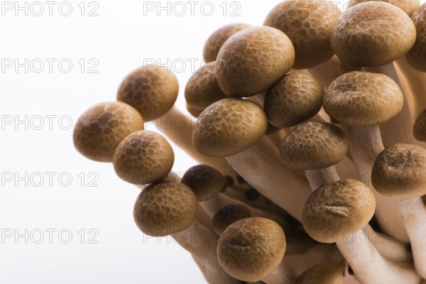 Brown beech mushrooms, Shimeji mushroom