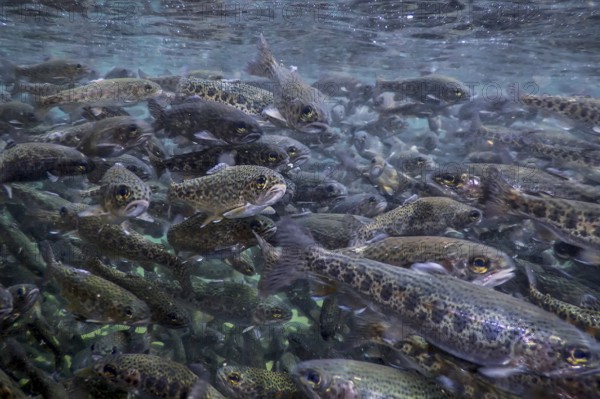 River Trout swim underwater, Trout underwater scene, Trout farm