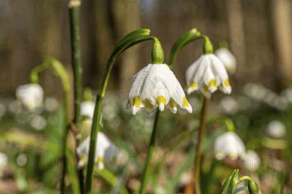 Spring snowflake (Leucojum vernum), spring knot flower, Amaryllis family (Amaryllidaceae), blooming in Oderwald, Heiningen, Lower Saxony, Germany