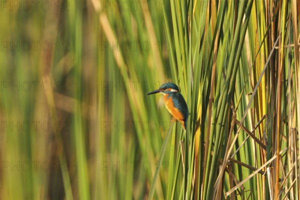 Kingfisher (Alcedo atthis)