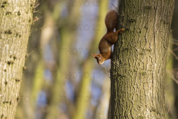 Squirrel (Sciurus vulgaris)