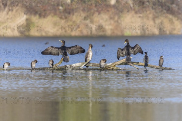 Great cormorant (Phalacrocorax carbo) and Pygmy cormorant (Microcarbo pygmaeus) perched on a branch. Bas-Rhin, Alsace, Grand Est, France